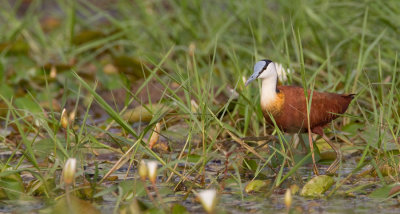 African Jacana / Afrikaanse lelieloper