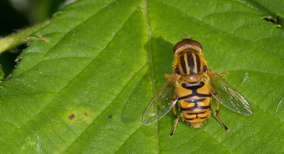 Parhelophilus versicolor / Gewone fluweelzweefvlieg