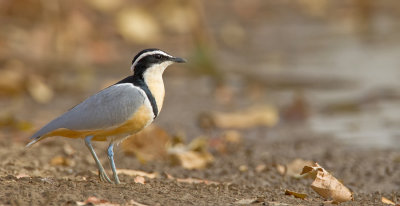 Egyptian plover / Krokodilwachter 