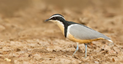 Egyptian plover / Krokodilwachter 