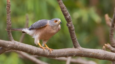 Shikra