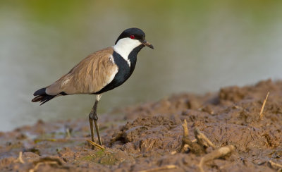 Spur-winged plover / Sporenkievit