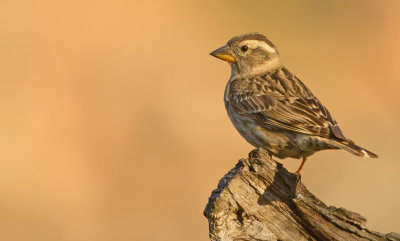 Rock sparrow / Rotsmus