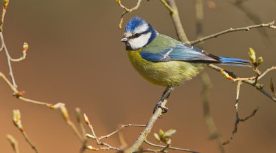 Blue tit / Pimpelmees