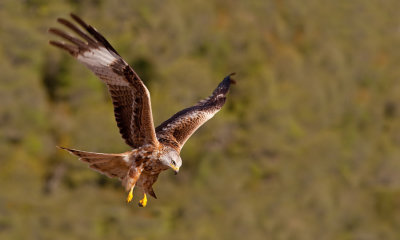 Red Kite / Rode wouw