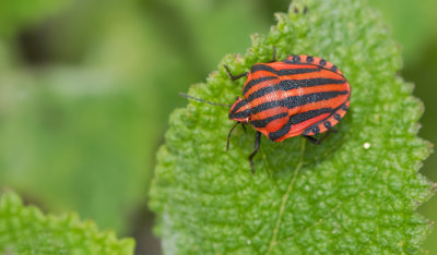 Striped bug / Pyjamaschildwants