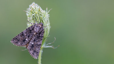 Knot Grass / Zuringuil