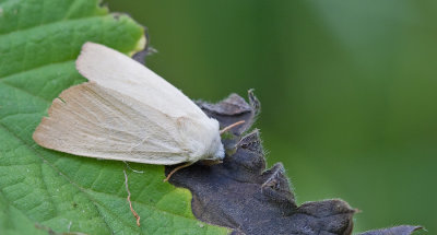 Fen Wainscot / Egale rietboorder