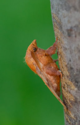 Plum Lappet / Kersenspinner