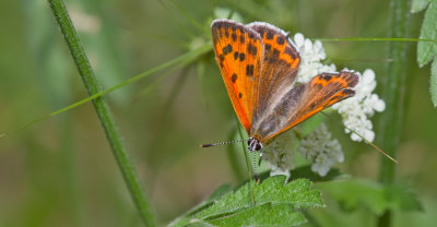 Lesser fiery copper / Oostelijke vuurvlinder