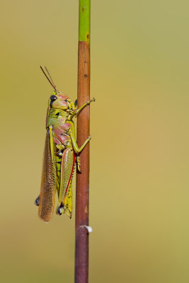 Large marsh grasshopper / Moerassprinkhaan