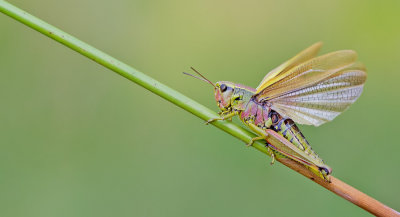 Large marsh grasshopper / Moerassprinkhaan