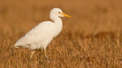 Cattle Egret / Koereiger 