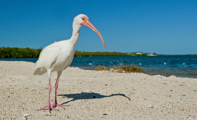 White Ibis / Witte Ibis