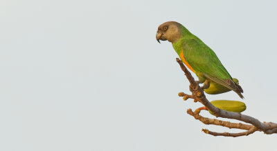 Senegal parrot / Bonte boertje