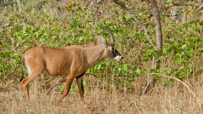 Roan antilope / Paardantilope
