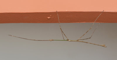 Giant Walkingstick / Wandelende tak