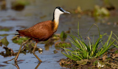 African Jacana / Afrikaanse lelieloper