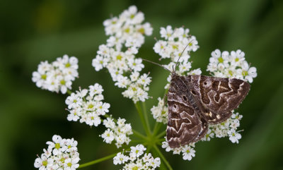 Mother Shipton moth / Mi-vlinder