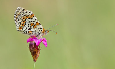 Glanville Fritillary / Veldparelmoervlinder 