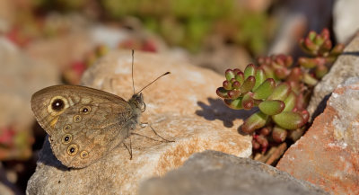 Northern Wall Brown / Kleine Rotsvlinder