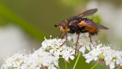 Tachina fera / Woeste sluipvlieg
