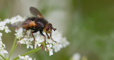 Tachina fera / Woeste sluipvlieg