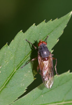 Brachyopa pilosa / Oostelijke sapzweefvlieg