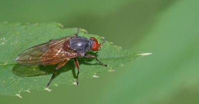 Brachyopa pilosa / Oostelijke sapzweefvlieg