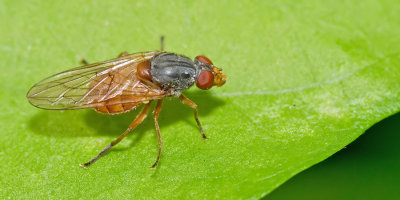 Brachyopa pilosa / Oostelijke sapzweefvlieg