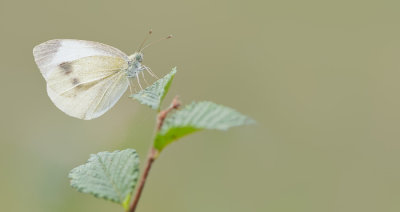 Southern Small White / Scheefbloemwitje 