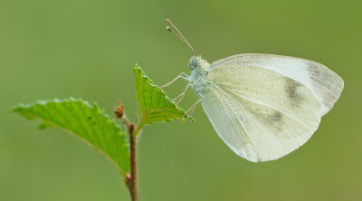 Southern Small White / Scheefbloemwitje 