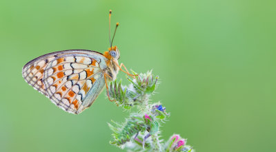 Niobe Fritillary / Duinparelmoervlinder