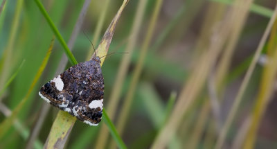 Four-spotted / Akkerwinde-uil