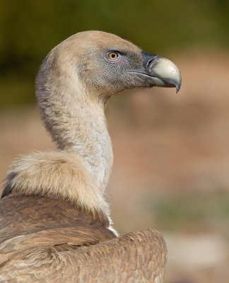 Eurasian Griffon Vulture / Vale gier