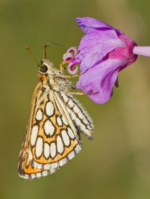 Large chequered skipper / Spiegeldikkopje 