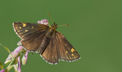 Large chequered skipper / Spiegeldikkopje 