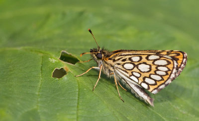 Large chequered skipper / Spiegeldikkopje 