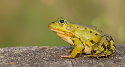 Poelkikker / Pool frog