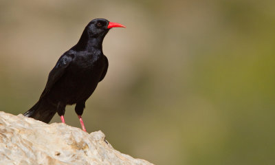 Red-billed chough / Alpenkraai