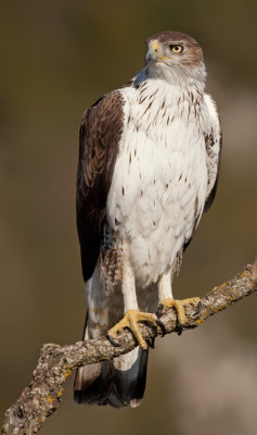 Bonelli's eagle / Havikarend