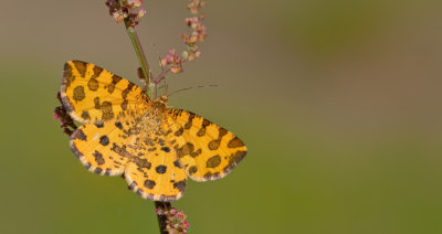 Speckled Yellow / Boterbloempje