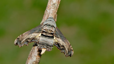 Abbott's sphinx / Sphecodina abbottii