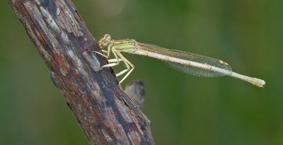 White Featherleg / Witte breedscheenjuffer 