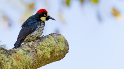Acorn Woodpecker / Eikelspecht 
