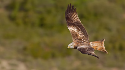 Red Kite / Rode wouw 