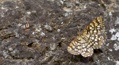 Latticed heath / Klaverspanner