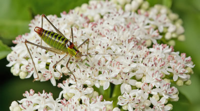 Poecilimon thoracicus / Dikbuikbontsabel