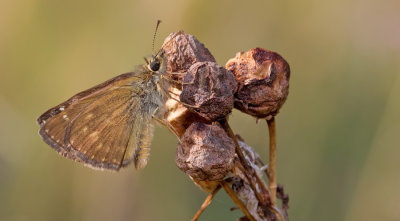 Dingy skipper / Bruin dikkopje 