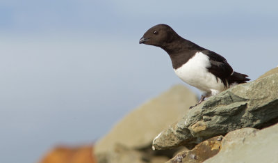 Little Auk / Kleine Alk